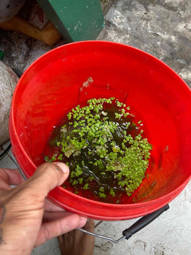 tặng rong bèo các loại.. Mua bán Phụ kiện, Thức ăn, Dịch vụ tại Quận Tân Phú Tp Hồ Chí Minh được đăng bởi Vinh tuyết hình 1