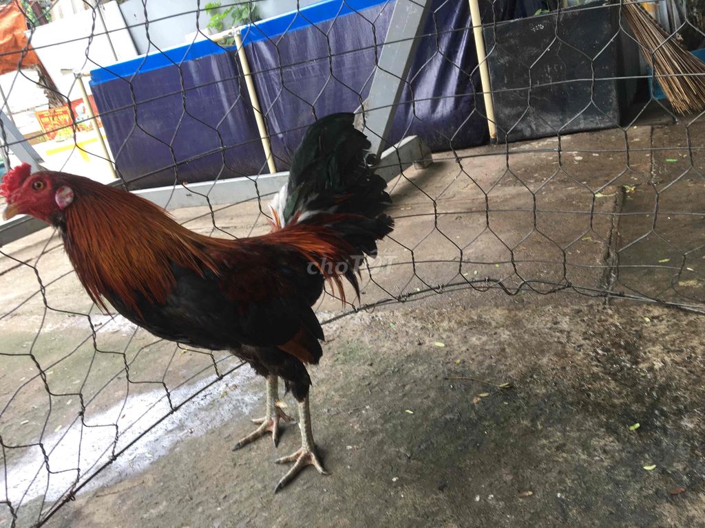 trống tre zin đẹp sung giá 700k