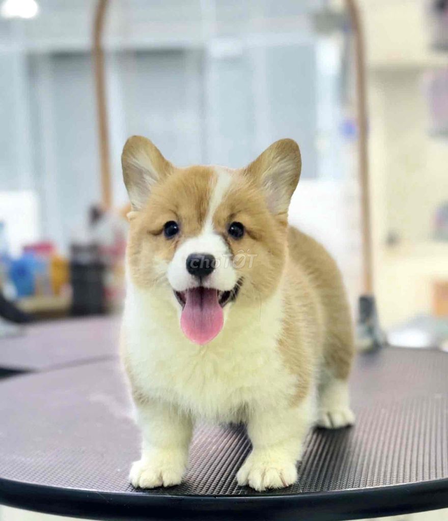 CHÓ CORGI THUẦN CHỦNG