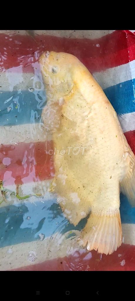 Cá Tai Tượng Vàng nhạt Đầu gù Khỏe mạnh. Mua bán Thú cưng khác tại Thành phố Mỹ Tho Tiền Giang được đăng bởi Lam hình 1