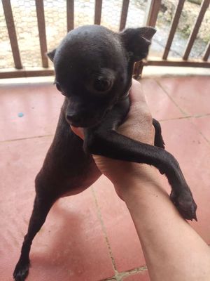 Phốc hươu Cái hơn 3 tháng ở Đà Lạt. Mua bán Chó tại Huyện Đức Trọng Lâm Đồng được đăng bởi Chihuahua Đà Lạt