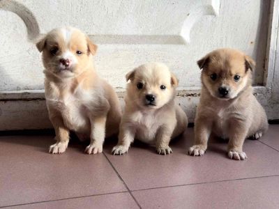 Chó nhật lai nhà nuôi. Mua bán Chó tại Quận 8 Tp Hồ Chí Minh được đăng bởi Phan hung tam