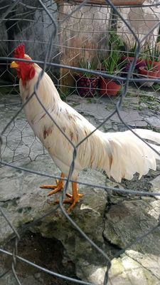 Gà bướm lai thái  chín tháng nặng 3kg2. Mua bán Gà tại Thành phố Bến Tre Bến Tre được đăng bởi hung