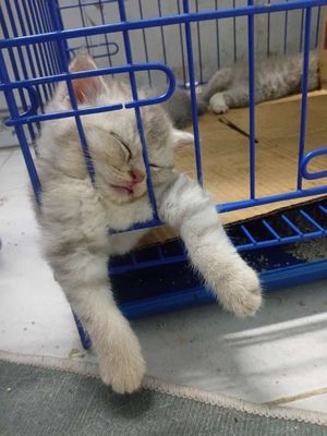 Tìm thau cát mới. Mua bán Mèo tại Quận 7 Tp Hồ Chí Minh được đăng bởi Bao ni truong 