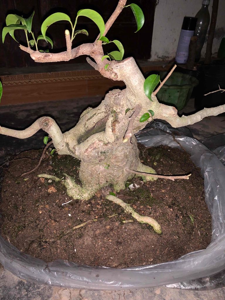 Cây cảnh Xanh Nam Điền. Mua bán Cây cảnh, đồ trang trí tại Huyện Tiên Lãng Hải Phòng được đăng bởi Lê Đức toản  hình 1