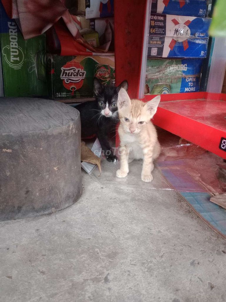 Mèo con 2 tháng tuổi Đen trắng Vàng. Mua bán Mèo tại Thành phố Thủ Đức Tp Hồ Chí Minh được đăng bởi Hứa thiên hữu hình 1