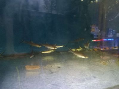 Cá Hoả Tiễn (Phụ kiện cá rồng)