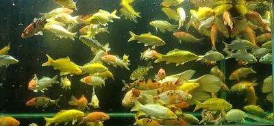 Cá chép coi khỏe đẹp. Mua bán Thú cưng khác tại Thành phố Thuận An Bình Dương được đăng bởi Minh tien
