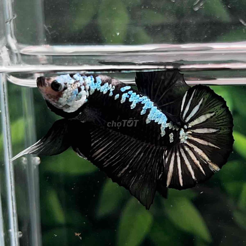 Cá Betta Samurai Đen Form Gắc. Mua bán Thú cưng khác tại Huyện Hóc Môn Tp Hồ Chí Minh được đăng bởi Cậu Ba Betta  hình 5
