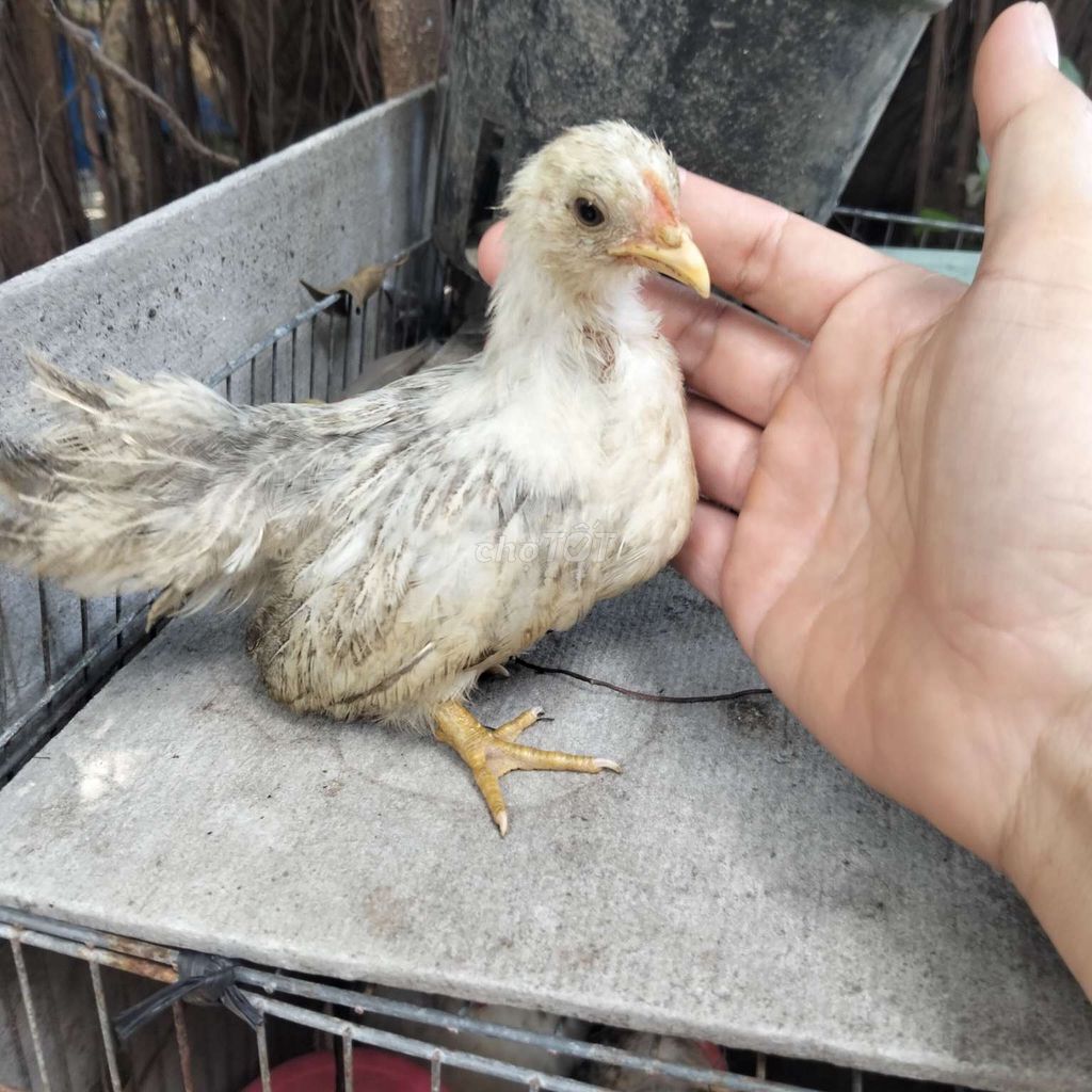 Gà tre Thái Trắng Cả hai. Mua bán Gà tại Thành phố Tân An Long An được đăng bởi chăm sóc sức khỏe  hình 1