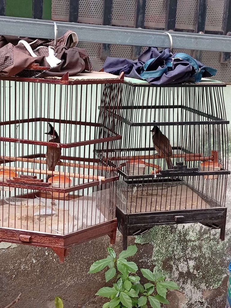 thanh lý 2 con lân và siêu lân tê. Mua bán Chim tại Thành phố Thuận An Bình Dương được đăng bởi Lục Sư Huynh  hình 1