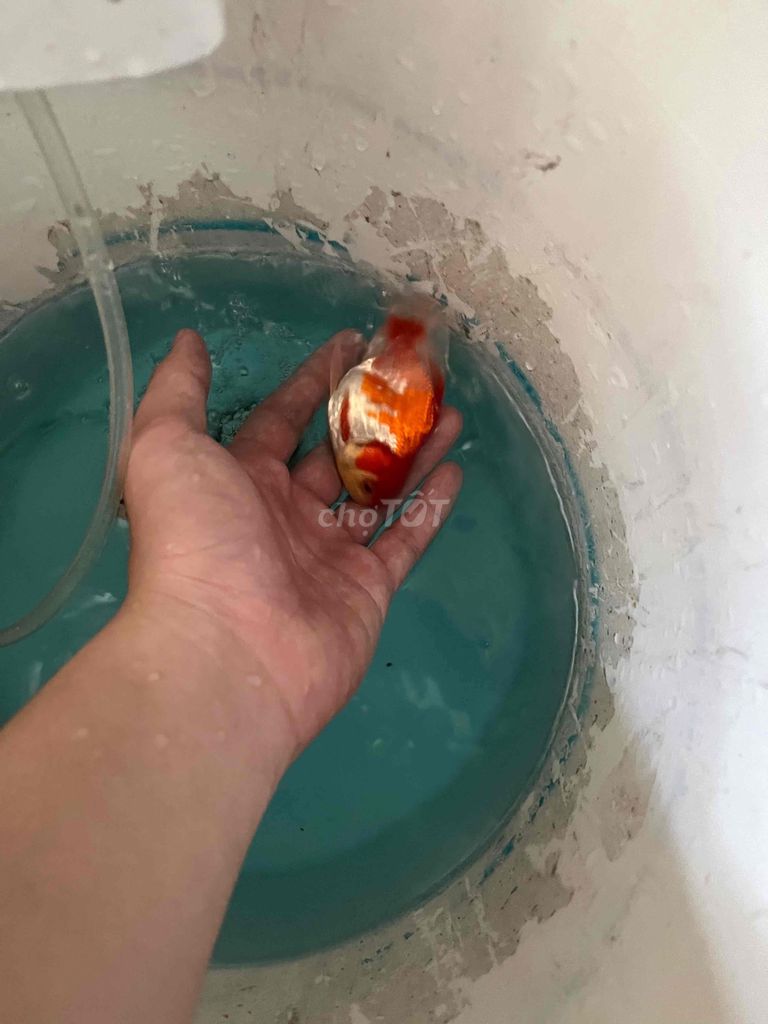 oranda đuôi lụa