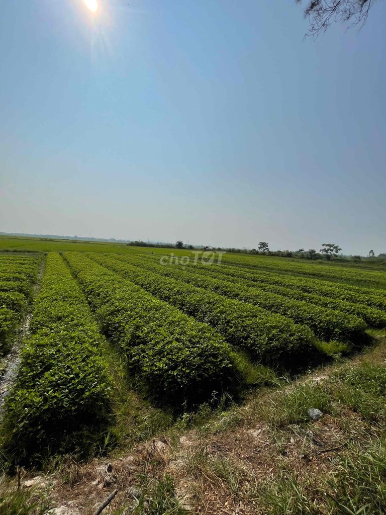 CHO THUÊ ĐẤT NÔNG NGHIỆP 326m²