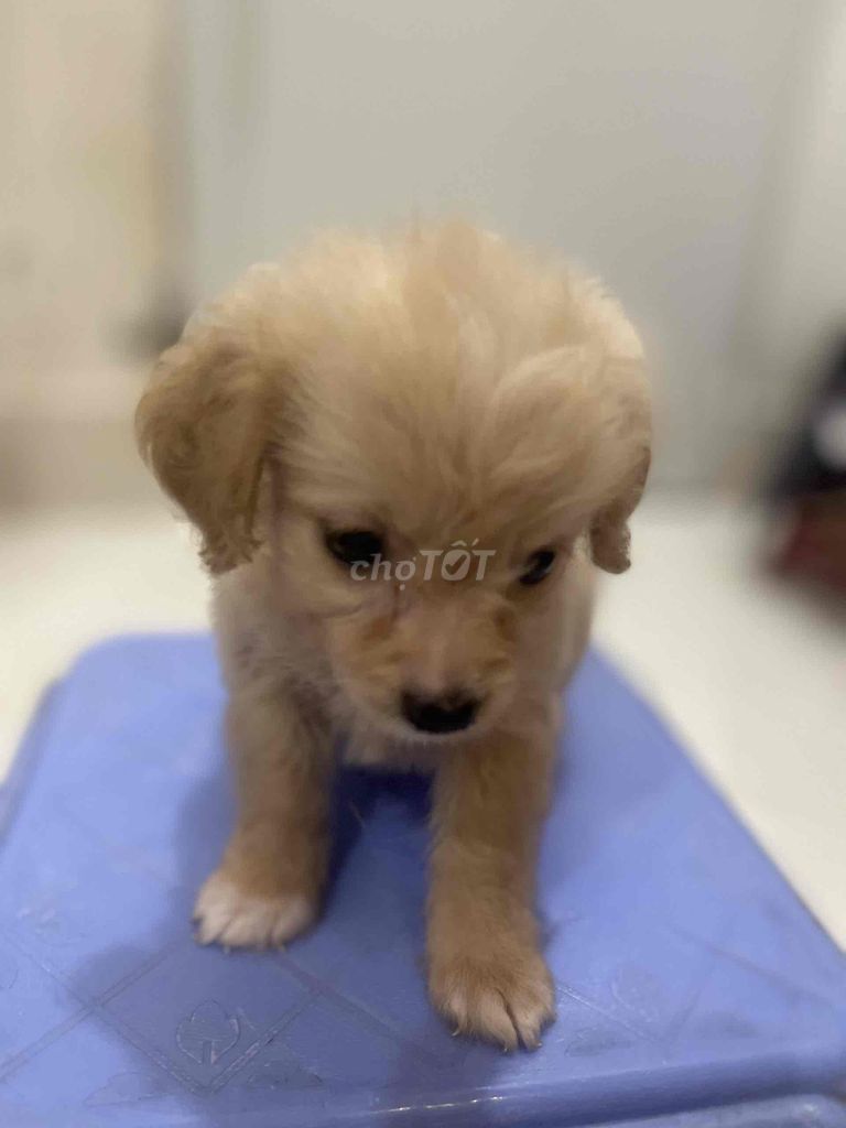 Poople lai nhật 2 tháng tuổi. Mua bán Chó tại Thành phố Bến Tre Bến Tre được đăng bởi Anh Trung  hình 1