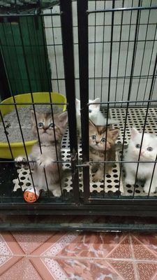 Tìm nhà mới cho mấy em aln