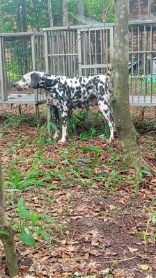 Chó đốm. Mua bán Chó tại Huyện Trảng Bom Đồng Nai được đăng bởi Trần Văn lưu