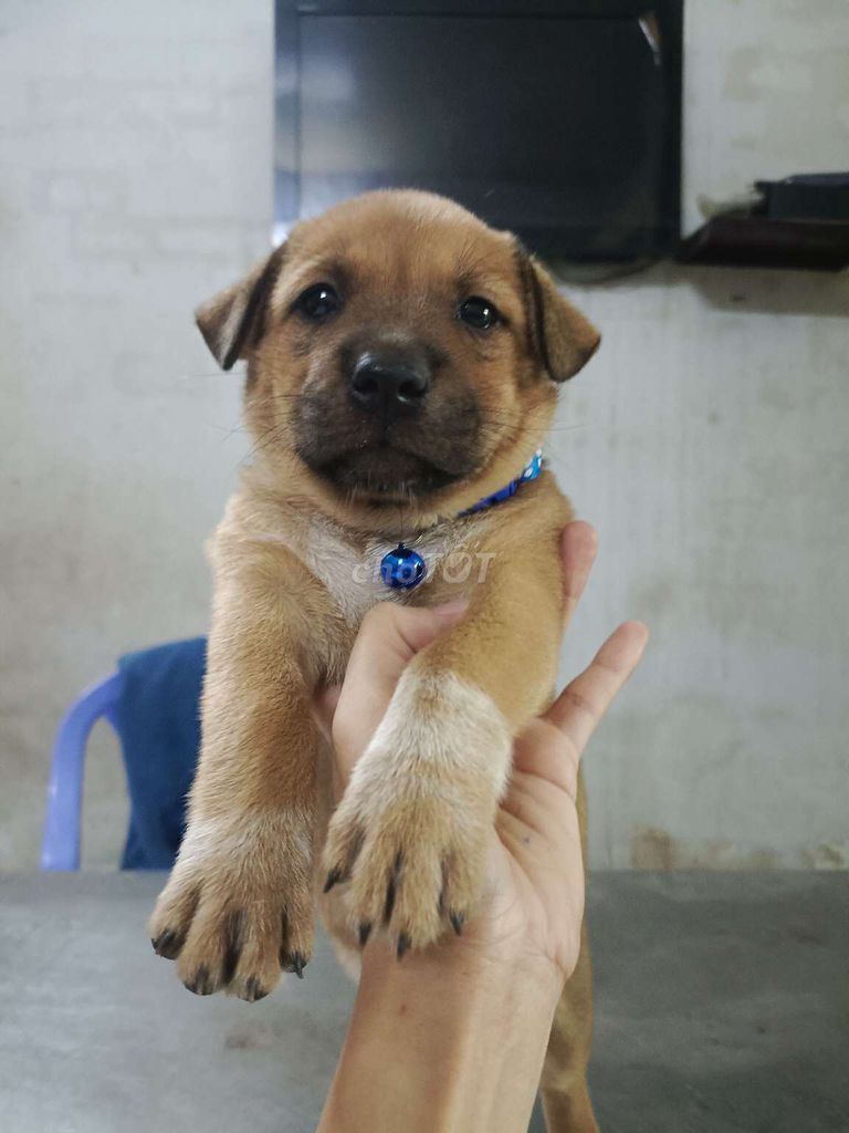 Tặng bé vàng gái cho các bạn yêu chó con