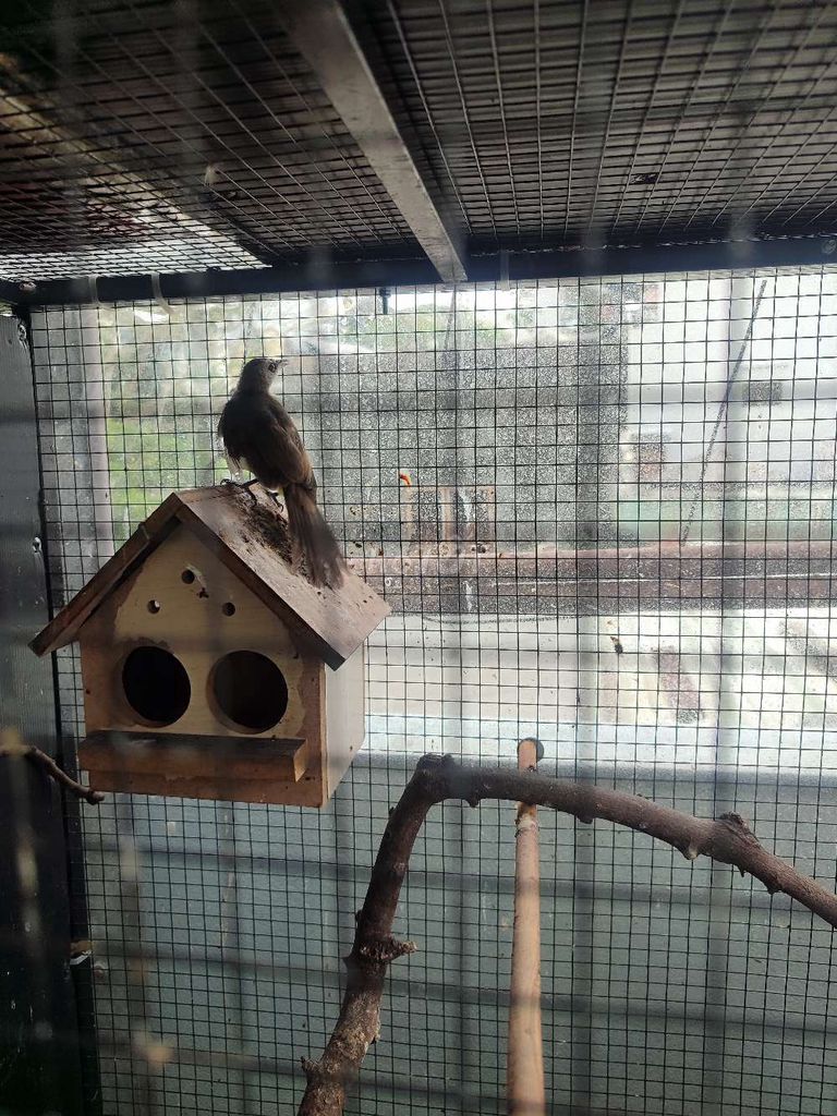 Chim Hoành Hoạch đã thuần cám. Mua bán Chim tại Quận 11 Tp Hồ Chí Minh được đăng bởi Ken Nguyễn hình 1