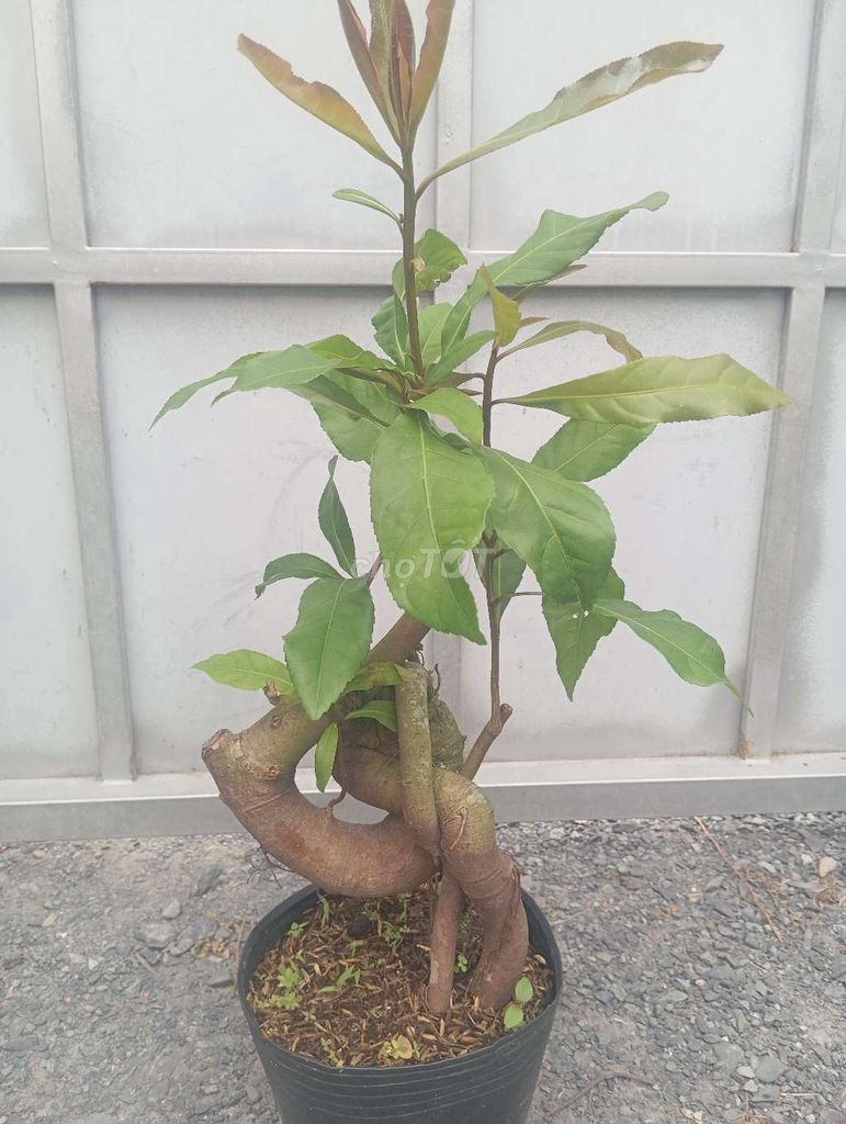 Cây Lộc Vừng dáng quái xanh tốt. Mua bán Cây cảnh, đồ trang trí tại Huyện Củ Chi Tp Hồ Chí Minh được đăng bởi LT hình 1