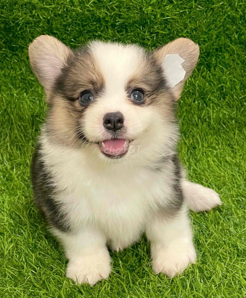 Chó Corgi Trắng nâu đen Đã tiêm phòng. Mua bán Chó tại Huyện Thanh Trì Hà Nội được đăng bởi Nguyễn Longg hình 1