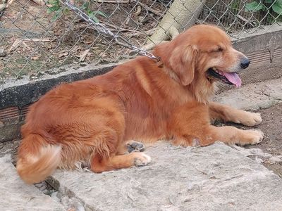 Chó Golden Retriever đực đã chích ngừa