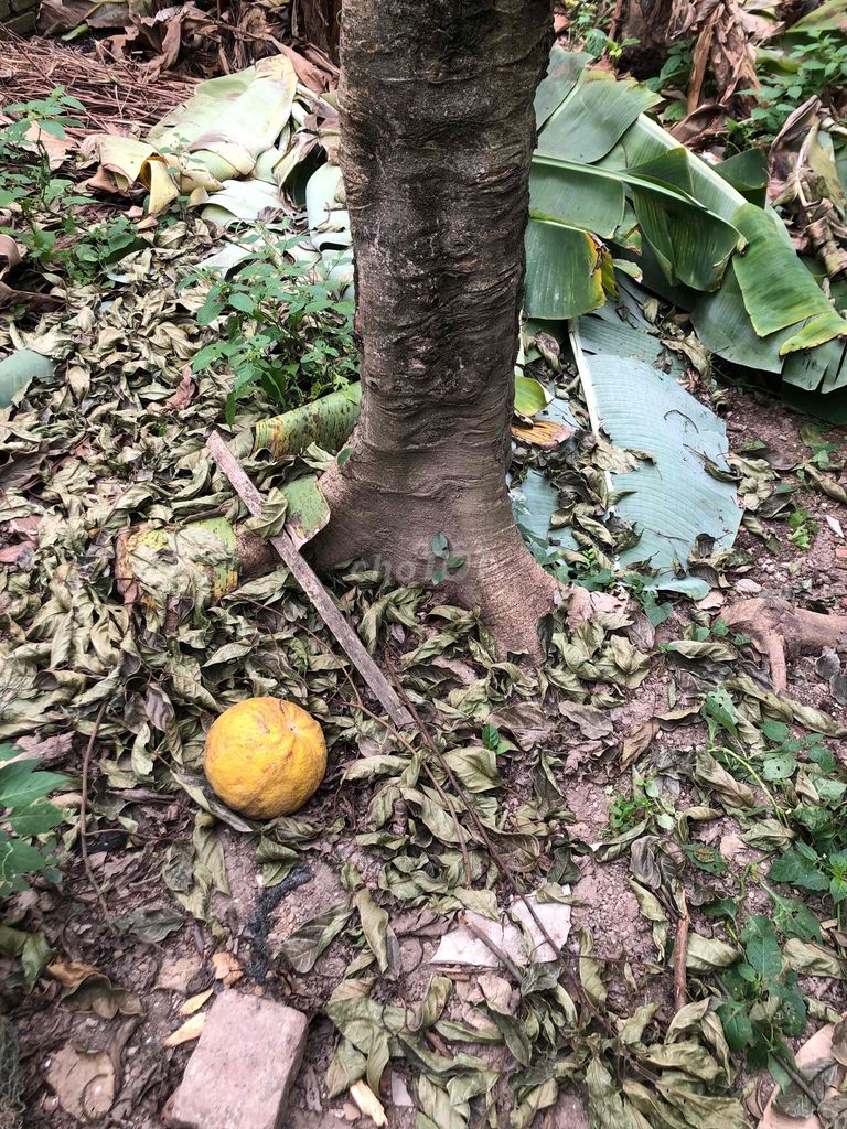 Cây cảnh Sung gốc già. Mua bán Cây cảnh, đồ trang trí tại Huyện Đan Phượng Hà Nội được đăng bởi Dang van an hình 1