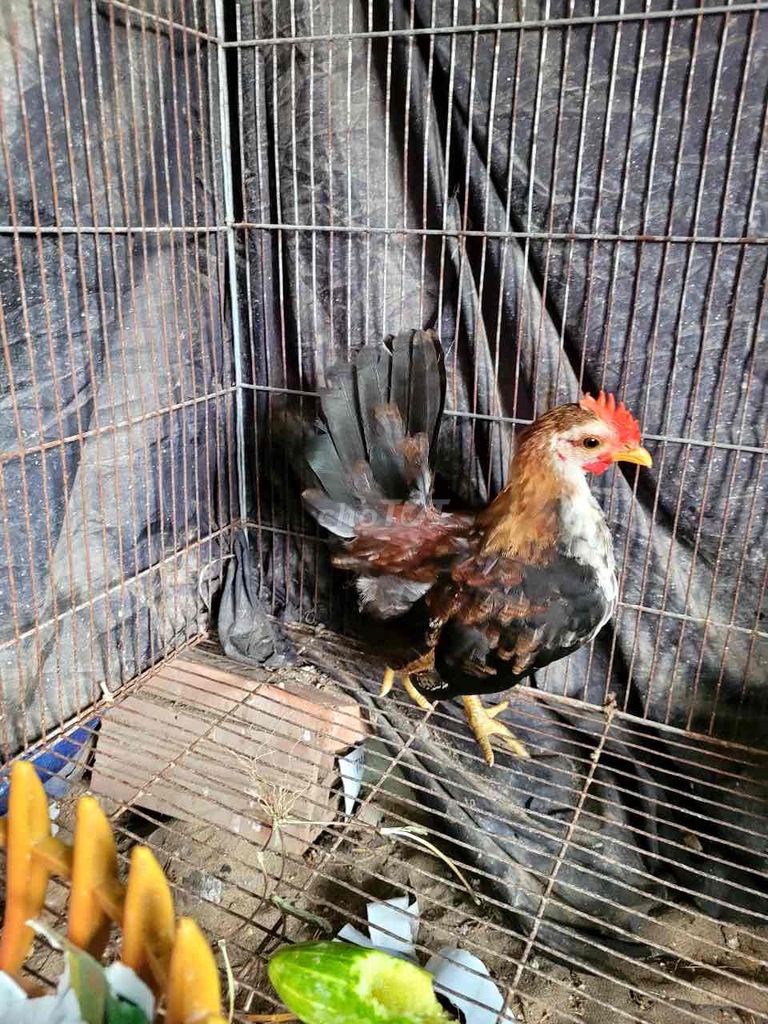 em cần chia lại 3 bé gà , đã gáy tốt ạ. Mua bán Gà tại Quận Bình Thuỷ Cần Thơ được đăng bởi Liêu My hình 1
