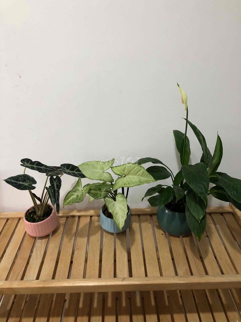 Chậu cây cảnh Gốm sứ Nhiều màu. Mua bán Cây cảnh, đồ trang trí tại Quận Cầu Giấy Hà Nội được đăng bởi Nguyen thi bich van hình 1