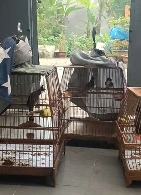 Chim chào mào. Mua bán Chim tại Thành phố Thuận An Bình Dương được đăng bởi luu nguyen