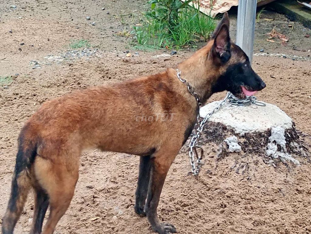 Chó Malinois Cái Nâu đen 6 tháng. Mua bán Chó tại Huyện Bình Chánh Tp Hồ Chí Minh được đăng bởi Nhân Rottweiler  hình 1