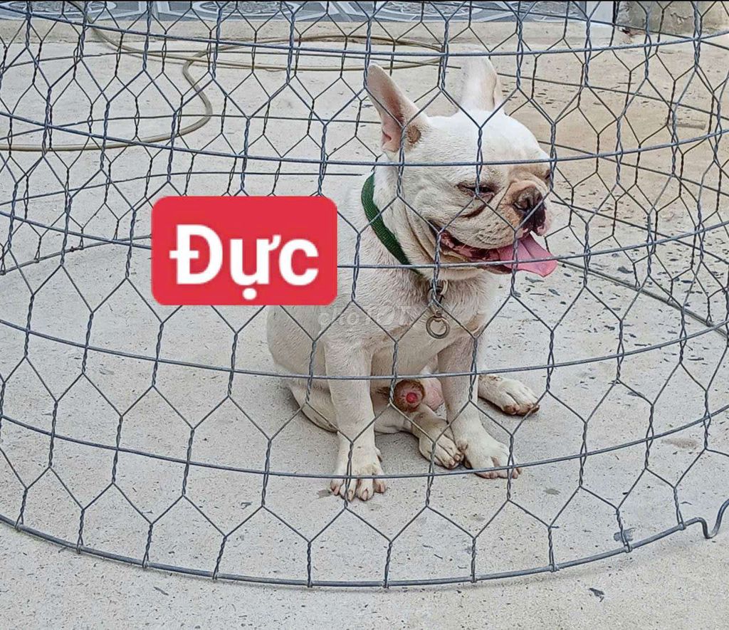 Chó Bull Pháp Đực. Mua bán Chó tại Quận Bình Tân Tp Hồ Chí Minh được đăng bởi Nhân Rottweiler  hình 1