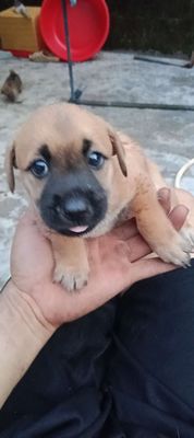 Chó con. Mua bán Chó tại Thành phố Vũng Tàu Bà Rịa - Vũng Tàu được đăng bởi Trần Mạnh 