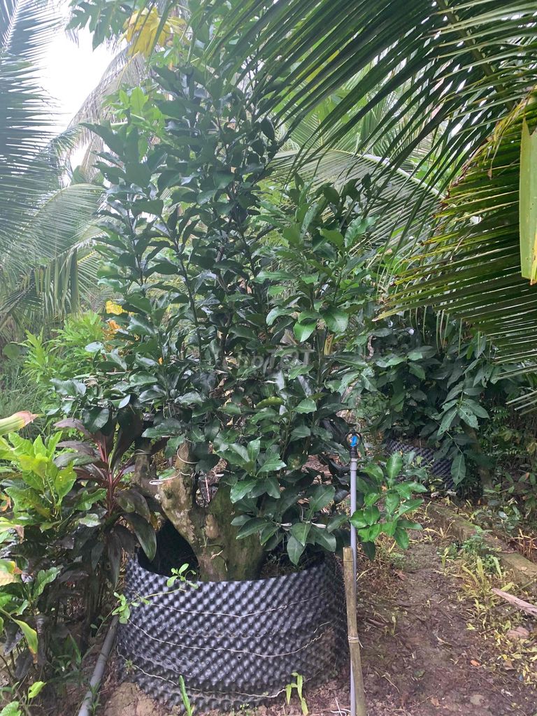 Cây bưởi cổ cò. Mua bán Cây cảnh, đồ trang trí tại Huyện Châu Thành Tiền Giang được đăng bởi TRAN DO hình 1
