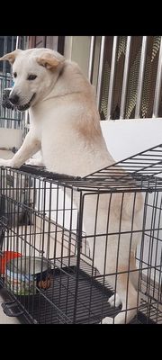 Cộc đực chưa 1 năm tuổi.nặng 17 đến 20kg