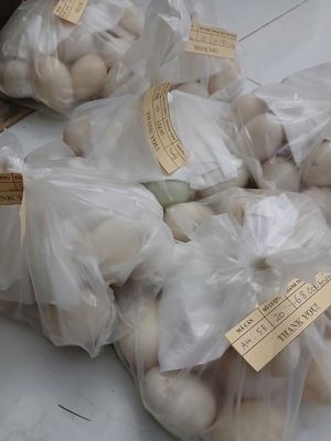 SỈ TRỨNG VỊT ĐỒNG. Mua bán Đồ ăn, thực phẩm và các loại khác tại Quận Bình Tân Tp Hồ Chí Minh được đăng bởi LÊ THỊ THÙY LINH