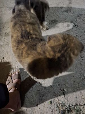 Chó xù cộc lửng 3 tháng tuổi