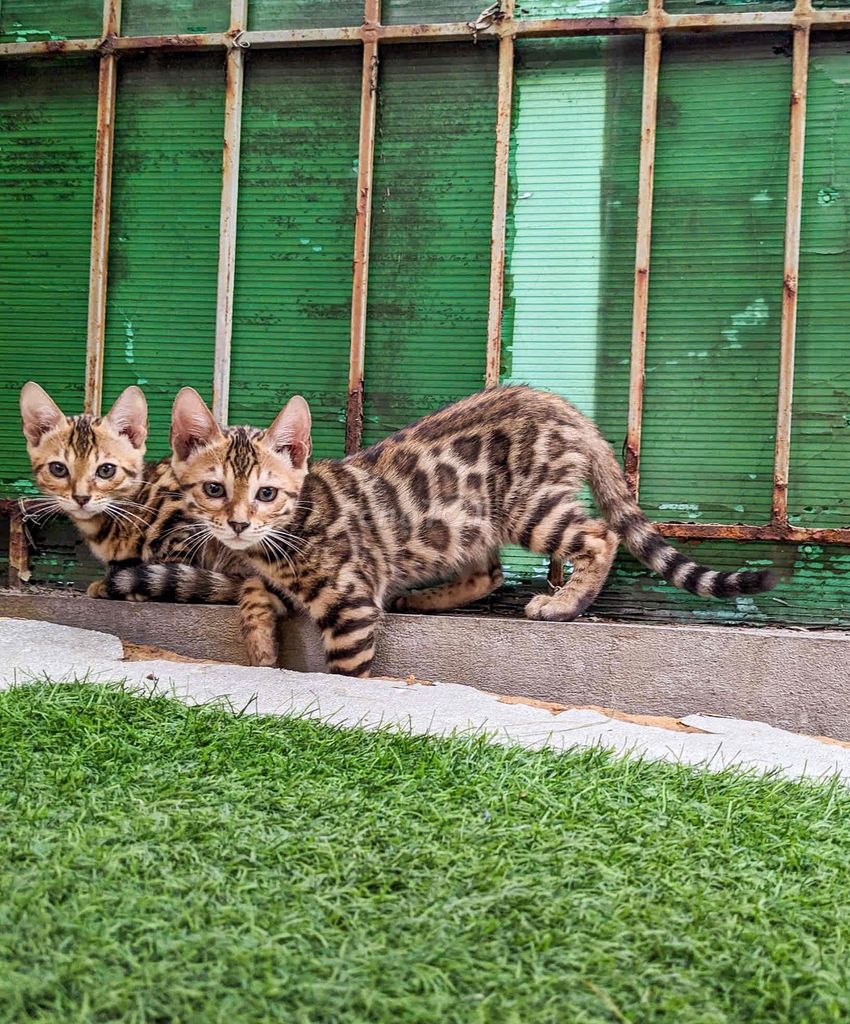 Mèo Bengal thuần chủng