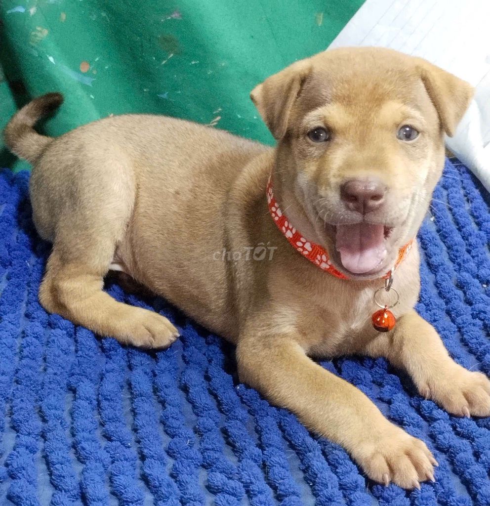 Chó Labrador Đực thân thiện mắt xanh . Mua bán Chó tại Quận Bình Tân Tp Hồ Chí Minh được đăng bởi Nguyễn Hằng hình 1