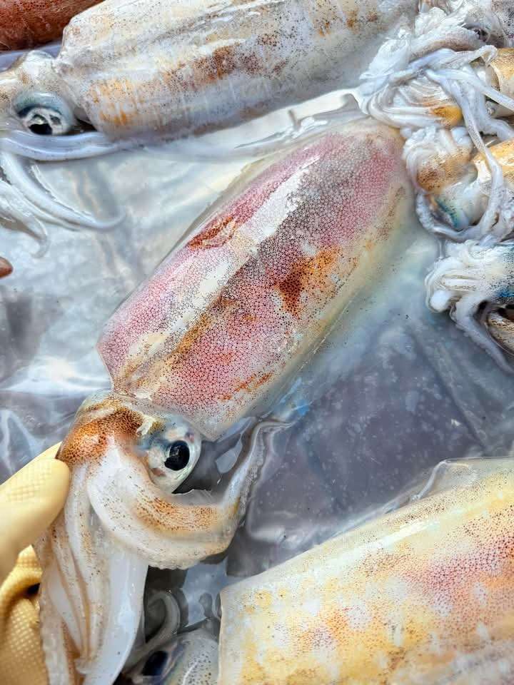 Mực nang - mực lá ( câu). Mua bán Đồ ăn, thực phẩm và các loại khác tại Quận Phú Nhuận Tp Hồ Chí Minh được đăng bởi Hải Sản Mai An hình 2