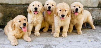 Chó Golden Retriever Đực Cái