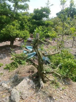Nguyệt quế. Mua bán Cây cảnh, đồ trang trí tại Huyện Châu Thành Đồng Tháp được đăng bởi  hiền nth