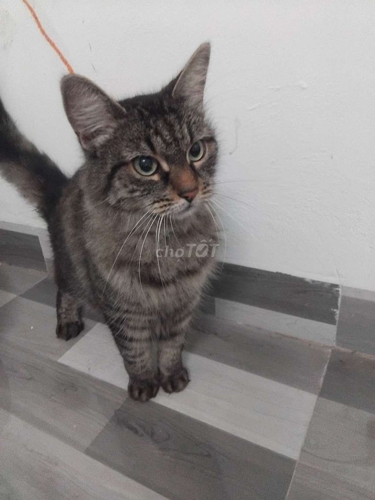 Mèo lông dài Cái. Mua bán Mèo tại Huyện Thanh Trì Hà Nội được đăng bởi nguyễn Thiện Thành  hình 1