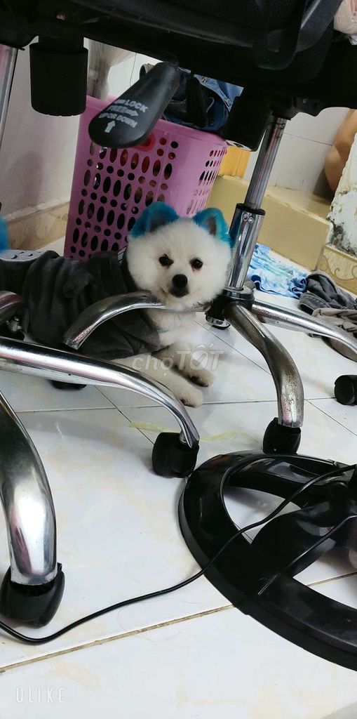 tìm chủ mới. Mua bán Chó tại Quận 1 Tp Hồ Chí Minh được đăng bởi Bé  hình 6