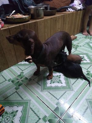 Chó Lạp xưởng cái