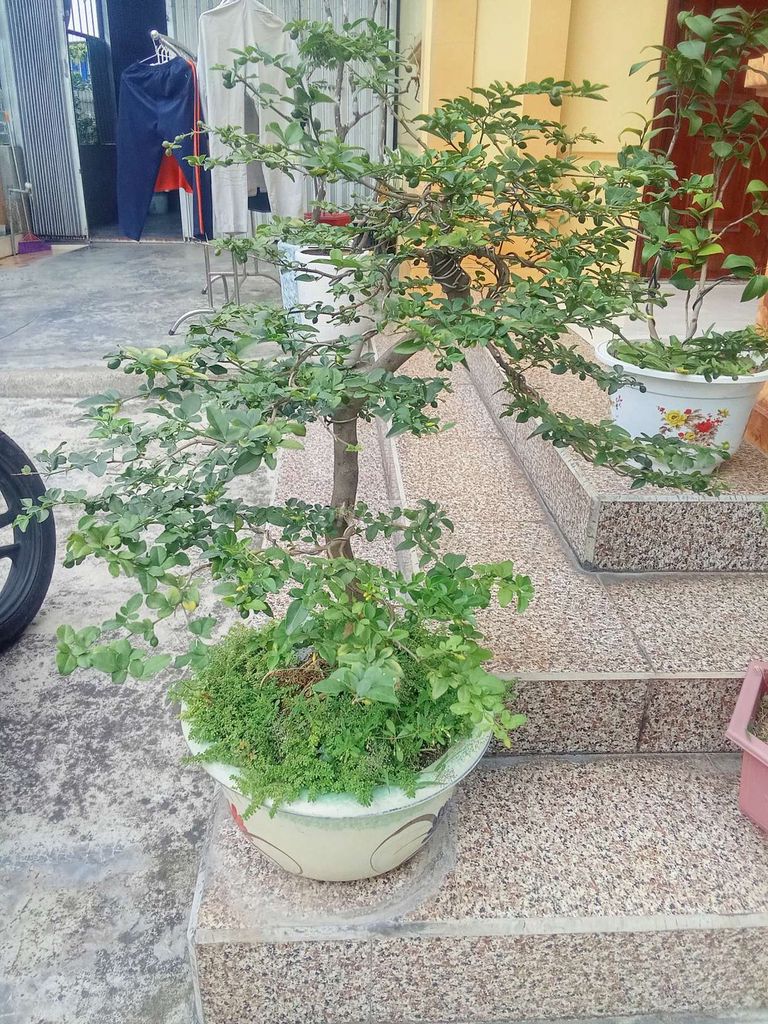 Cây kim quýt đang sai quả. Mua bán Cây cảnh, đồ trang trí tại Huyện An Dương Hải Phòng được đăng bởi lexus hình 1