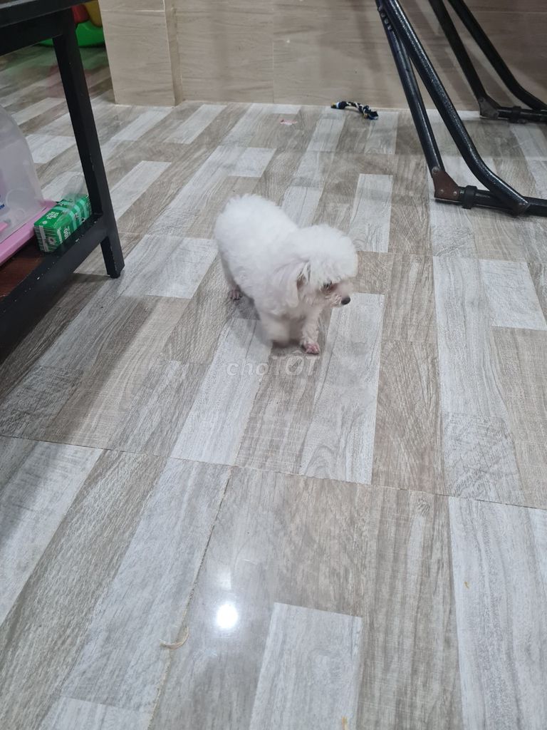 Poodle mini màu trắng - 3 tháng tuổi - Cái