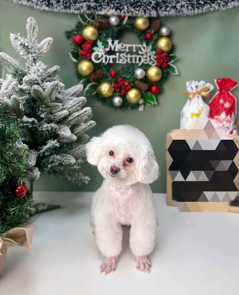Chó Poodle lai Phốc Sóc đực trắng . Mua bán Chó tại Quận 8 Tp Hồ Chí Minh được đăng bởi Tuấn hình 1