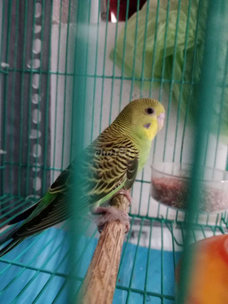 Chim yến phụng cần bán chim dang không cắn