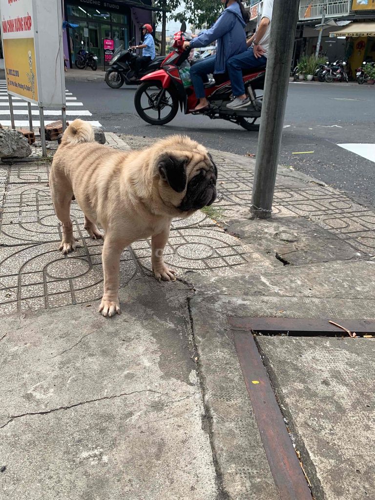 Pug đực