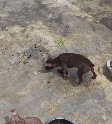 Chó Phốc Thái Socola 2 tháng đã tiêm